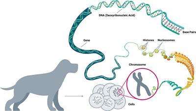 Horizons in Veterinary Precision Oncology: Fundamentals of Cancer Genomics and Applications of Liquid Biopsy for the Detection, Characterization, and Management of Cancer in Dogs